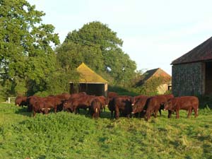 Sussex Cattle on Leconfield Farms Ltd Petworth